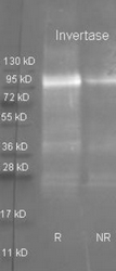 R1529 - Invertase
