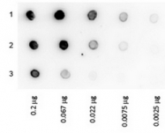 RA100HRP - Protein A