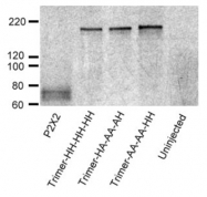 RA10108-50 - P2RX2 / P2X2
