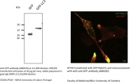 AB0020-500 - GFP