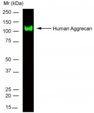 SM1353P - Aggrecan
