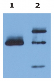 SM1592B - HLA class I alpha G / HLA-G