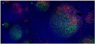 SM1729P - CD91 / LRP1