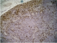 SM1763P - CD11b