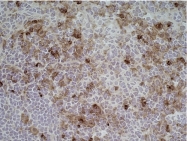 SM1763P - CD11b