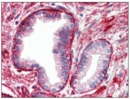 SM2118P - CD29 / Integrin beta-1