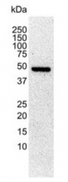 SM2202P - alpha Tubulin / TUBA1B