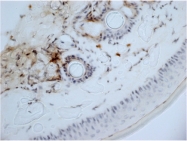 SM2298P - CD13