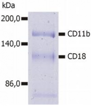 SM3007AC - CD11b