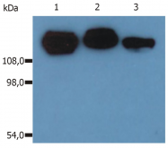 SM3016APC - CD29 / Integrin beta-1