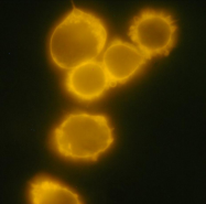 SM3018APC - CD34