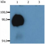 SM3023LE - CD43 / Leukosialin