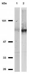 SM3024F - CD44