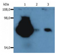 SM3024R - CD44