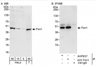 SP2106P - FEN1 / RAD2