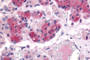 SP4554P - Vasopressin V1b receptor (V1bR)