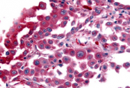 SP4554P - Vasopressin V1b receptor (V1bR)