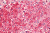 SP4670P - Histamine H4 receptor