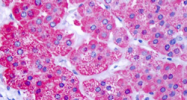 SP4719P - CELSR1