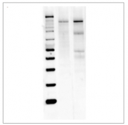 SP5403 - NOS1