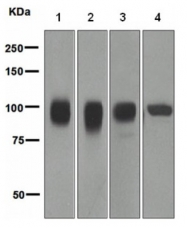 TA307534 - CD166