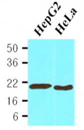 AM03177PU-N - Cyclophilin B