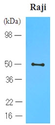 AM03124PU-N - CD196 / CCR6
