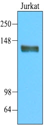AM09001PU-N - CD45 / LCA