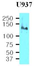 AM09002PU-N - CD29 / Integrin beta-1