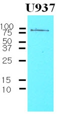 AM03178PU-N - CD44
