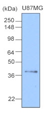 AM09004PU-N - Apolipoprotein J / Apo J