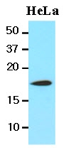 AM09056PU-N - Cofilin-1