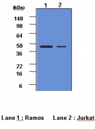 AM01037PU-N - Caspase-2