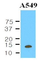 AM03137PU-N - Cystatin-B