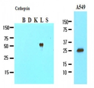 AM09006PU-N - Cathepsin L1