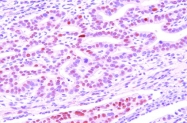 AM09054PU-N - DACT3