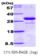 AR09000PU-N - Adiponectin