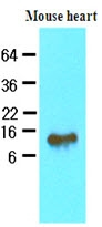 AM09048PU-N - FABP4
