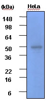 AM09012PU-N - GSK3 beta
