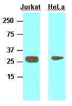 AM09063PU-N - HMGB1