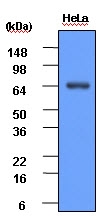 AM09017PU-N - Heat shock protein 70 / HSP70