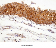 AM09018PU-N - Heat Shock Protein 90 / HSP90