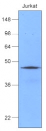 AM05642PU-N - DNAJB1 / HSP40