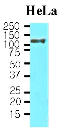 AM03179PU-N - Heat shock protein 105 / HSP105