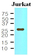 AM09020PU-N - Interleukin-33 (IL33)