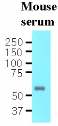AM03187PU-N - Interleukin-16 / IL16