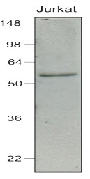 AM03127PU-N - IRF7