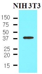 AM09023PU-N - NANOG