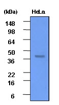 AM09025PU-N - Casein kinase II subunit alpha