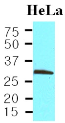 AM03183PU-N - PCNA